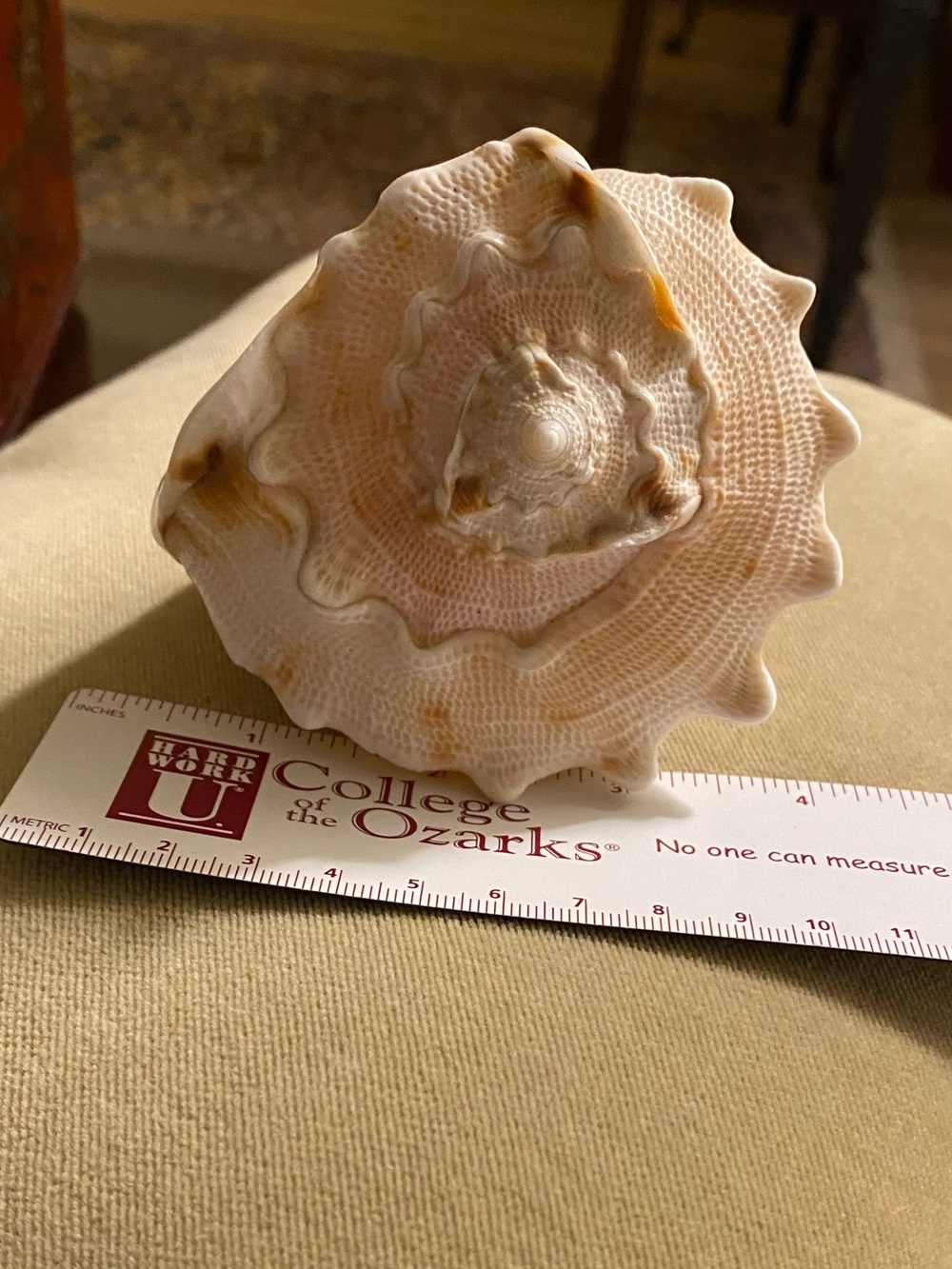 Conch Sea Shell • Accent Piece • Cream & Orange • Natural - Picture 5 of 5